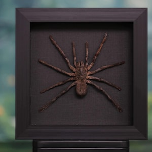 Op de afbeelding: Een ingelijste, geprepareerde spin, gepresenteerd op een zwarte achtergrond in een zwart vierkant frame. De spin is bruin met lange, slanke poten. Het frame wordt gepresenteerd tegen een vage groen-blauwe achtergrond.