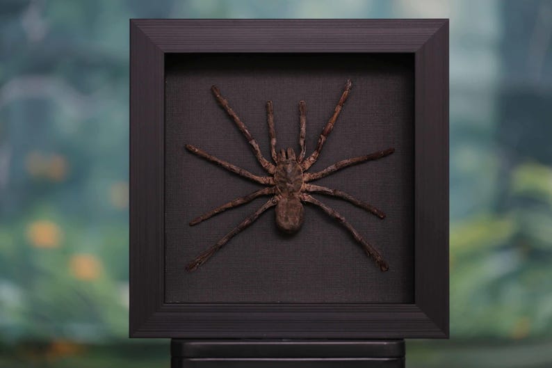 Op de afbeelding: Een ingelijste, geprepareerde spin, gepresenteerd op een zwarte achtergrond in een zwart vierkant frame. De spin is bruin met lange, slanke poten. Het frame wordt gepresenteerd tegen een vage groen-blauwe achtergrond.