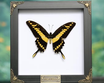 Framed King Swallowtail Butterfly from Peru – Papilio thoas Yellow & Black Lepidoptera Display – Real Butterfly Wall Art
