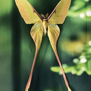 Può includere: Immagine dettagliata di una falena luna, che mostra le sue delicate ali e lunghe appendici. Le ali della falena sono di un giallo tenue con un tocco di rosa, su uno sfondo verde sfocato. Il corpo della falena è di colore marrone chiaro.