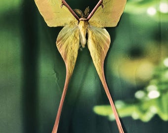 Real Chinese Moon Moth (Actias sinensis) – Closed Wings, Unmounted Specimen for Craft, Resin Art, or Collection