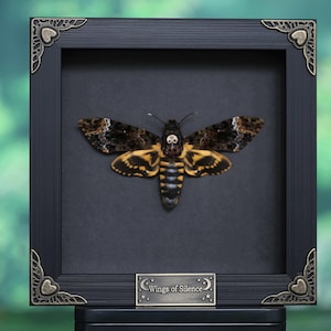 May include: A framed taxidermy moth with a black frame and a dark background. The moth has brown and yellow wings and a skull-like pattern on its body. The frame has decorative corner accents and a small plaque that reads "Wings of Silence."