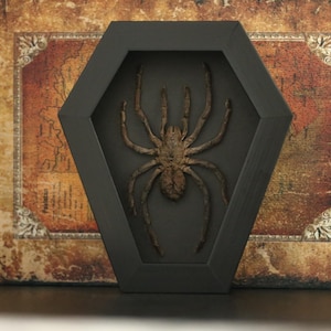 Tarántula Goliat real enmarcada, caja de exhibición de taxidermia de insectos, decoración gótica de pared, arte de exhibición de curiosidades