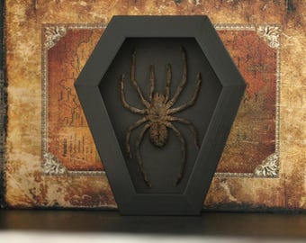 Framed Real Goliath Birdeater Tarantula, Insect Taxidermy Shadow Box, Gothic Wall Decor, Curiosity Display Art