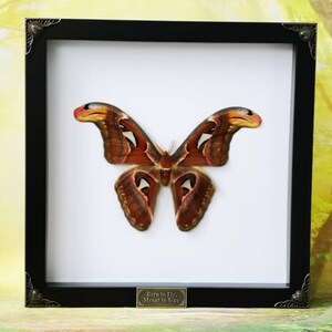 May include: A framed Atlas moth specimen. The moth has a wingspan of approximately 10 inches, with a pattern of brown, red, and white. The black frame has decorative corner accents and a small plaque at the bottom that reads "Born to Fly, Meant to Stay."