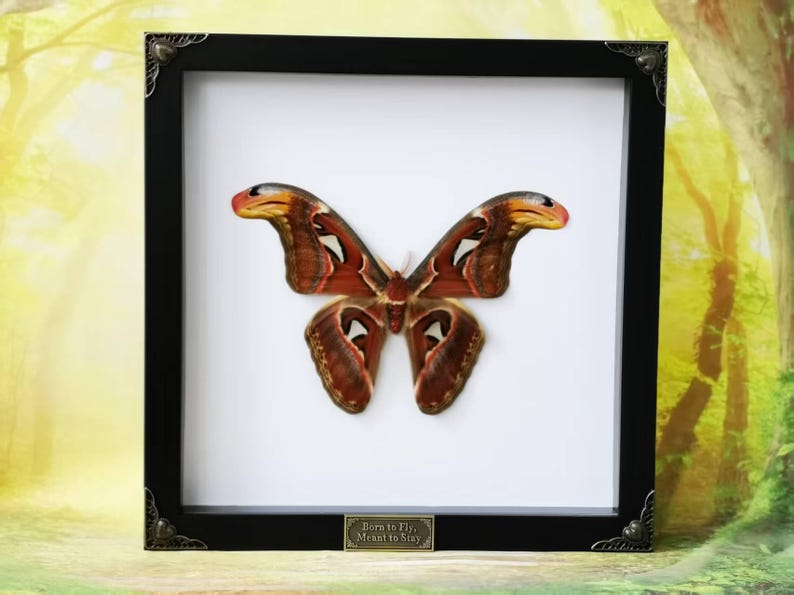 May include: A framed Atlas moth specimen. The moth has a wingspan of approximately 10 inches, with a pattern of brown, red, and white. The black frame has decorative corner accents and a small plaque at the bottom that reads "Born to Fly, Meant to Stay."