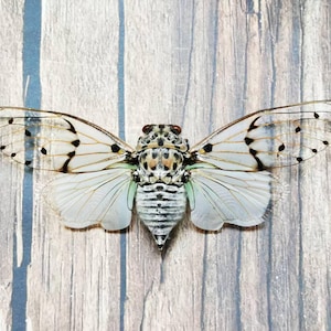 May include: A detailed image of a cicada insect, showcasing its intricate patterns and delicate wings. The insect's body is a mix of black, white, and tan, with transparent wings adorned with black spots and veins. The cicada is centered against a wooden background.