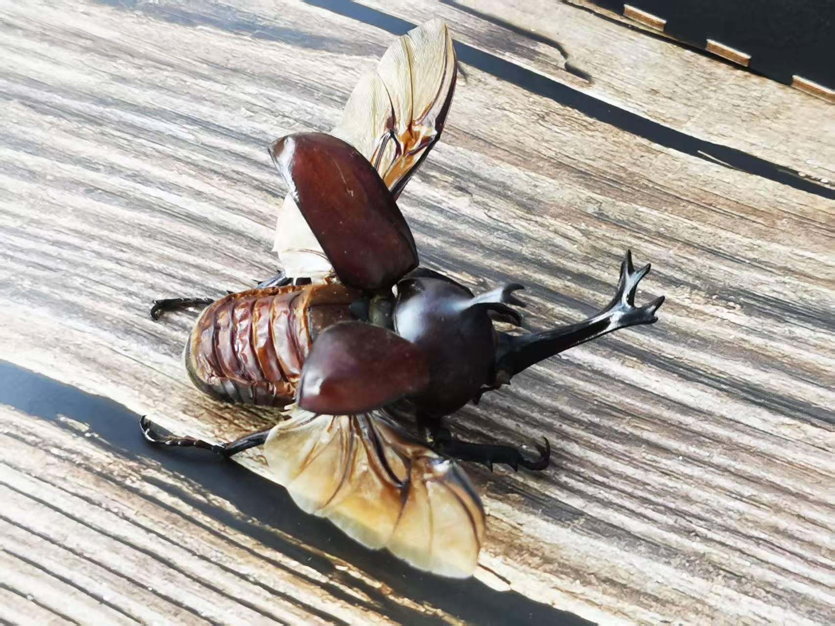 標本 Oryctes gigas pair 67mm 67mm A1 Oryctes gigas pair 67mm 67mm A1 Giant Beetle - Etsy New Zealand