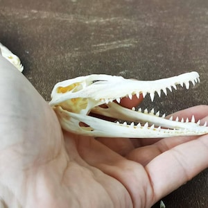 May include: A close-up of a small, off-white crocodile skull. The skull is held in a hand, highlighting the sharp teeth and bony structure. The open jaw reveals the interior, with visible bone and teeth.