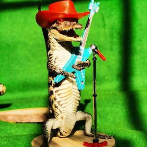 May include: A small alligator wearing a red cowboy hat and holding a blue electric guitar. The alligator is standing on a wooden platform with a microphone stand.