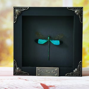 Real Damselfly in Frame – Authentic Insect Specimen for Display or Study