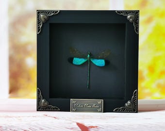 Caballito del diablo real en marco: ejemplar auténtico de insecto para exhibición o estudio