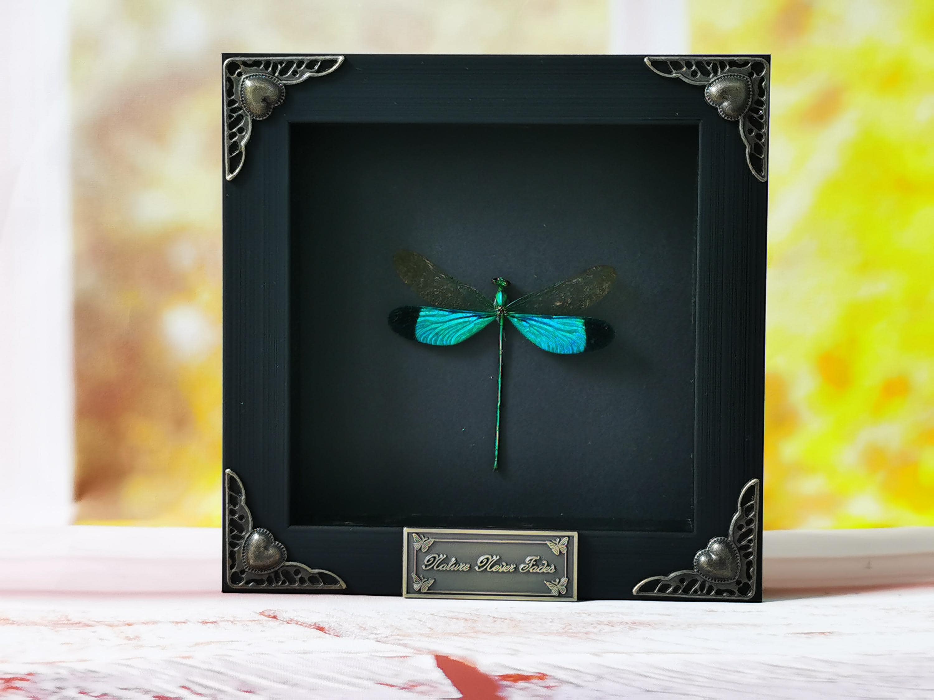 Bug Display Ideas