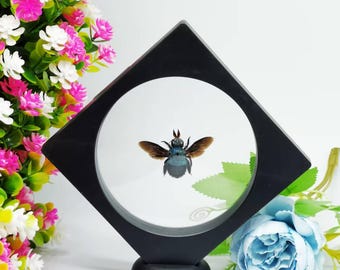 Handcrafted Blue-Banded Bee in Floating Frame - 3D Insect Display - Unique Nature Decor for Home, Office, or Gallery