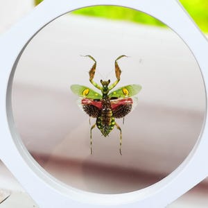 Prawdziwy okaz modliszki kwiatowej w pływającej ramce – żywy, trójwymiarowy eksponat owadów – wyjątkowa, naturalna dekoracja do domu, biura lub galerii