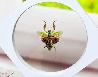 Real Jeweled Flower Mantis Specimen in Floating Frame – Vivid 3D Insect Display – Unique Natural Decor for Home, Office, or Gallery