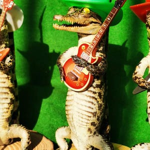 May include: Three taxidermied alligators wearing hats and holding guitars. The alligator in the center is wearing a green cowboy hat and holding a red electric guitar. The alligator on the left is wearing a white cowboy hat and holding a red electric guitar. The alligator on the right is wearing a red cowboy hat and holding a black electric guitar.