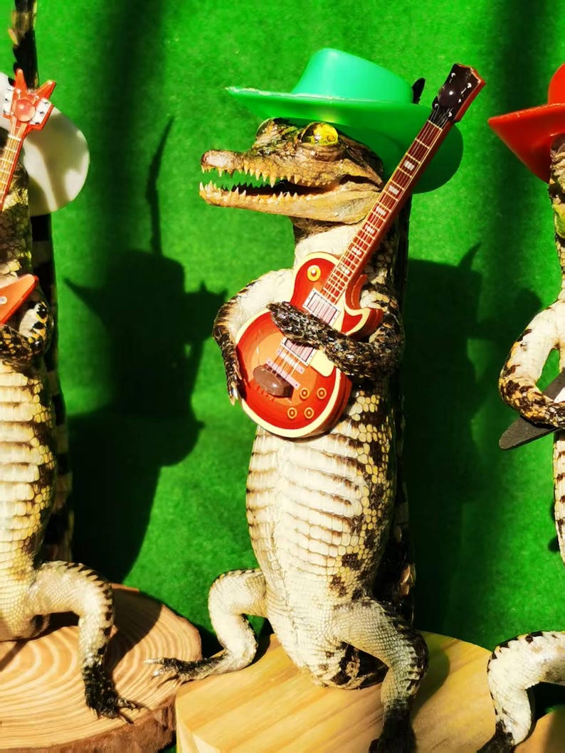May include: Three taxidermied alligators wearing hats and holding guitars. The alligator in the center is wearing a green cowboy hat and holding a red electric guitar. The alligator on the left is wearing a white cowboy hat and holding a red electric guitar. The alligator on the right is wearing a red cowboy hat and holding a black electric guitar.