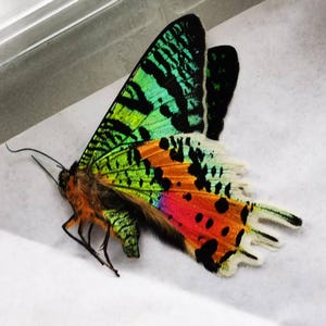 Pu&ograve; includere: Una farfalla vibrante con intricati motivi alari. Le ali presentano una sorprendente combinazione di colori, tra cui verde, arancione, rosso e nero. La farfalla &egrave; appoggiata su una superficie bianca, mettendo in risalto i suoi delicati dettagli.