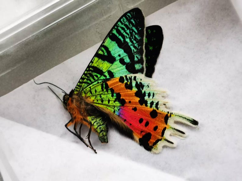 Pu&ograve; includere: Una farfalla vibrante con intricati motivi alari. Le ali presentano una sorprendente combinazione di colori, tra cui verde, arancione, rosso e nero. La farfalla &egrave; appoggiata su una superficie bianca, mettendo in risalto i suoi delicati dettagli.