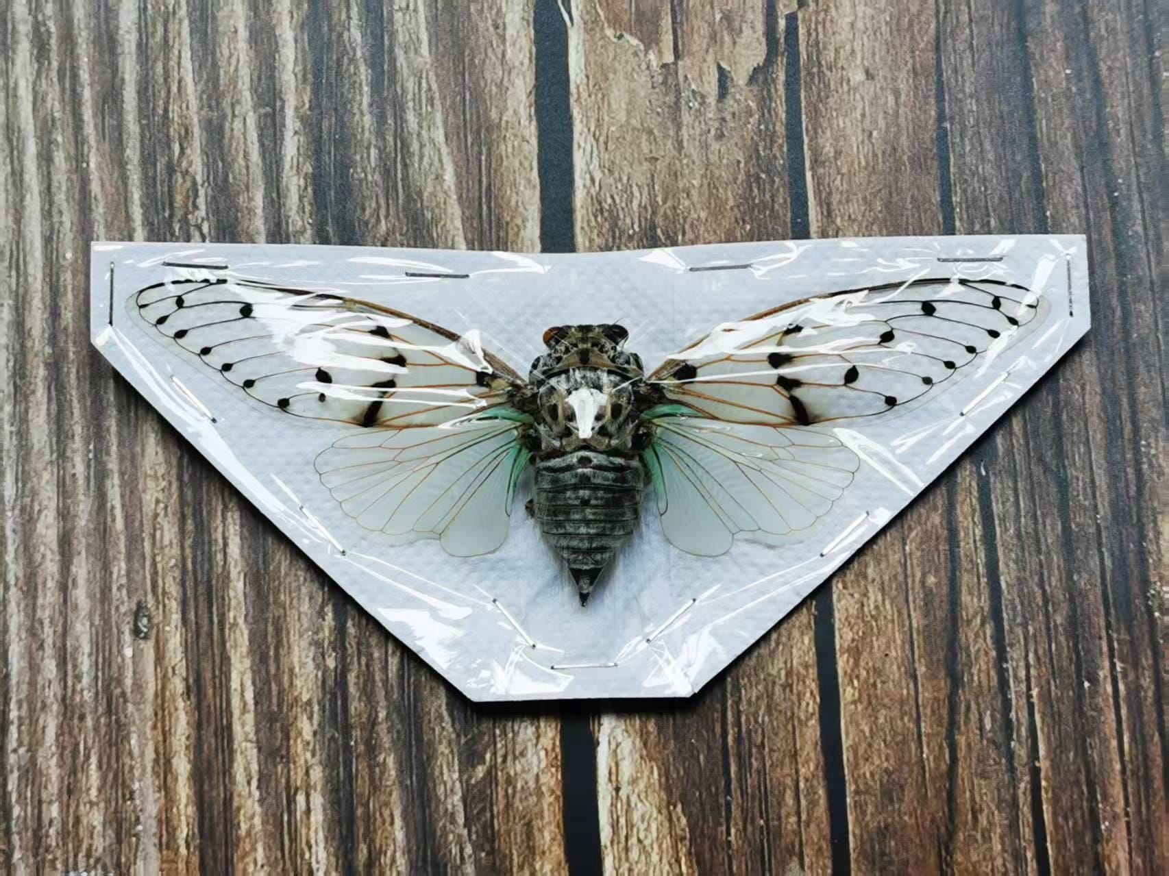 クルセイド シルヴィア・ド・アリシア SP Ghost Cicada (ayuthia
