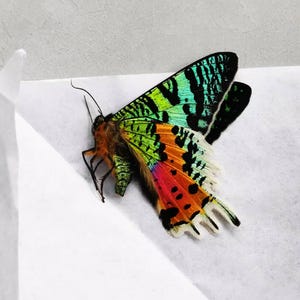 Pu&ograve; includere: Una farfalla vibrante con motivi e colori intricati. Le ali mostrano un mix di verde, turchese, arancione, rosso e nero. La farfalla &egrave; appoggiata su una superficie bianca, mostrando la sua struttura alare dettagliata e le delicate antenne.