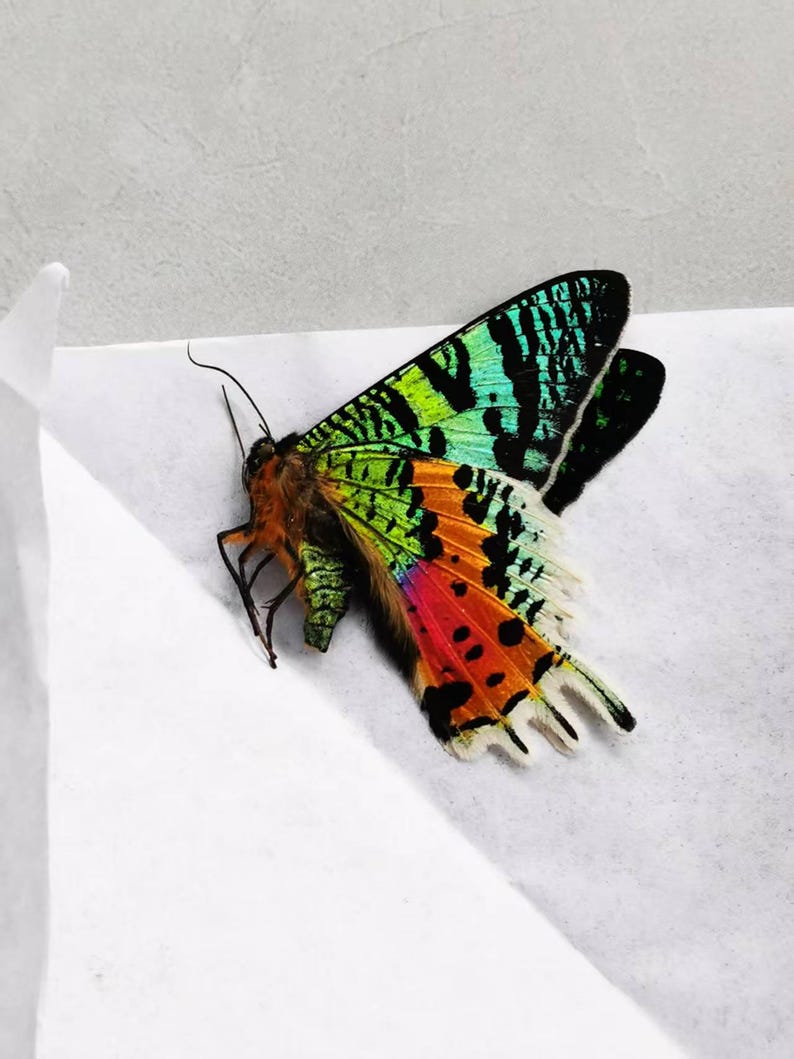 Pu&ograve; includere: Una farfalla vibrante con motivi e colori intricati. Le ali mostrano un mix di verde, turchese, arancione, rosso e nero. La farfalla &egrave; appoggiata su una superficie bianca, mostrando la sua struttura alare dettagliata e le delicate antenne.