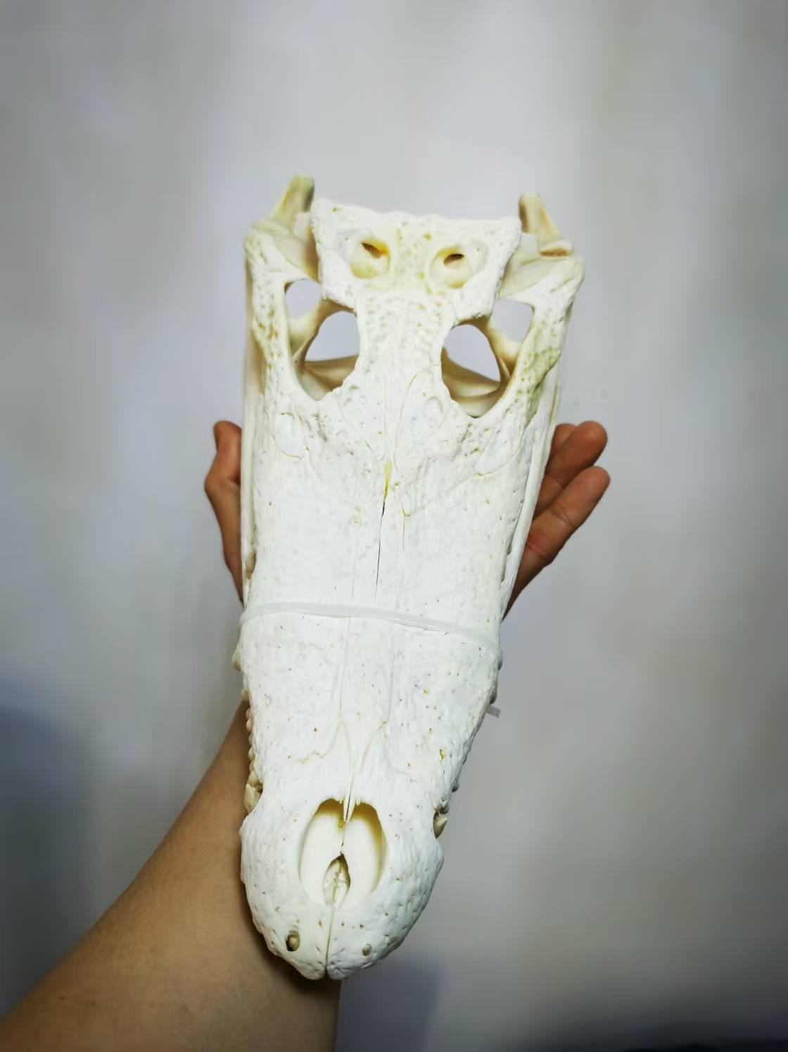 ワニの頭蓋骨装飾 – 教育およびコレクション用の天然骨ディスプレイ