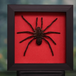 Op de afbeelding: Een ingelijst spinnenexemplaar, donkerbruin van kleur, tegen een rode achtergrond. De spin is gecentreerd in een vierkante, zwarte lijst. De achtergrond toont wazig groen gebladerte.