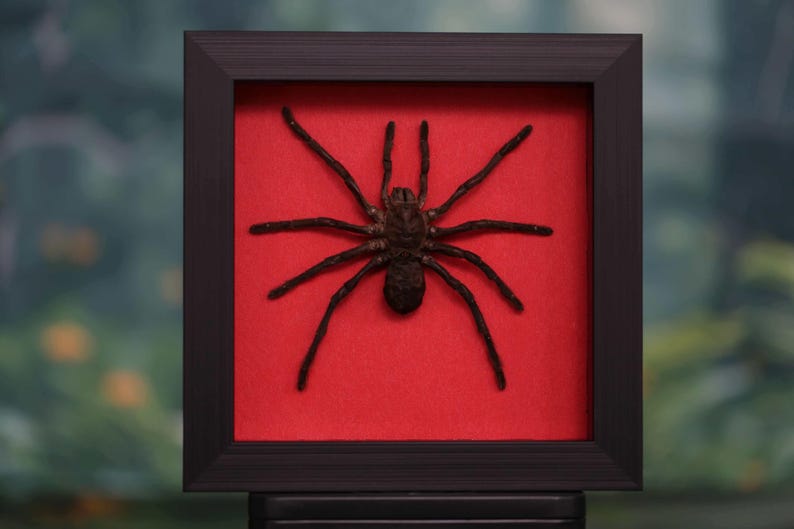 Op de afbeelding: Een ingelijst spinnenexemplaar, donkerbruin van kleur, tegen een rode achtergrond. De spin is gecentreerd in een vierkante, zwarte lijst. De achtergrond toont wazig groen gebladerte.