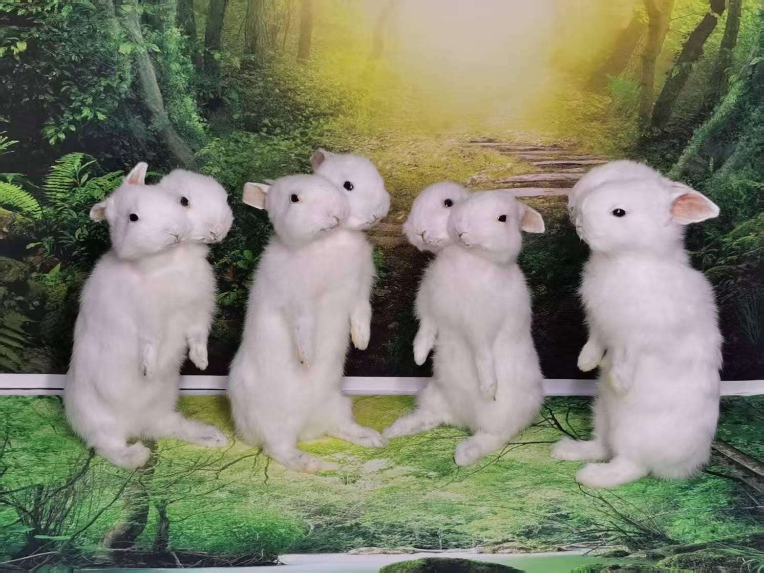 Two-headed White Rabbit Taxidermy – Rare Double-headed Animal
