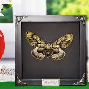 Puede incluir: Un espécimen de mariposa enmarcado con alas marrones y beige. El marco es plateado con detalles ornamentados y un diseño en forma de corazón. El texto "Lepidoptera" está impreso en una placa plateada en la parte inferior del marco.