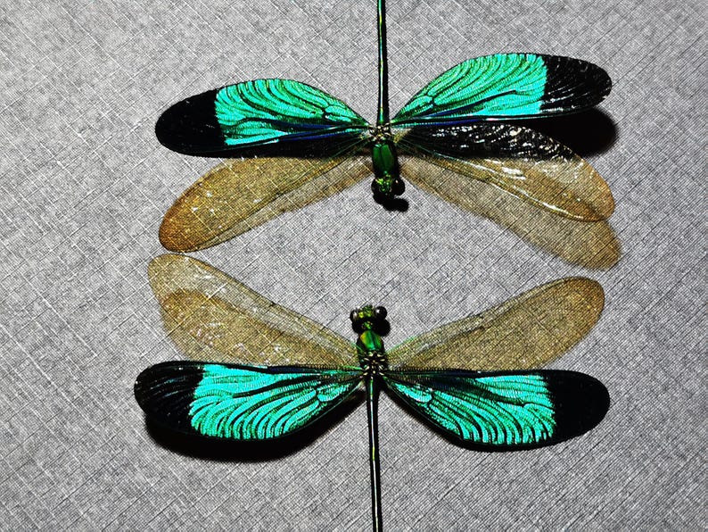 May include: Two dragonflies with iridescent green and black wings, and tan wings, are displayed against a gray textured background. The dragonflies are positioned vertically, showcasing their delicate wings and intricate details.