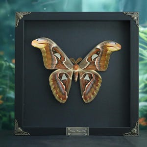 Atlas moth specimen - Etsy 日本
