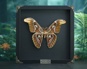 Atlasvlinder, attacus-atlas, exemplaar echte gedroogde nachtvlinder | Ingelijst insectenexemplaar, Witchy Gothic Wall Art, Curiosity-kastdecor