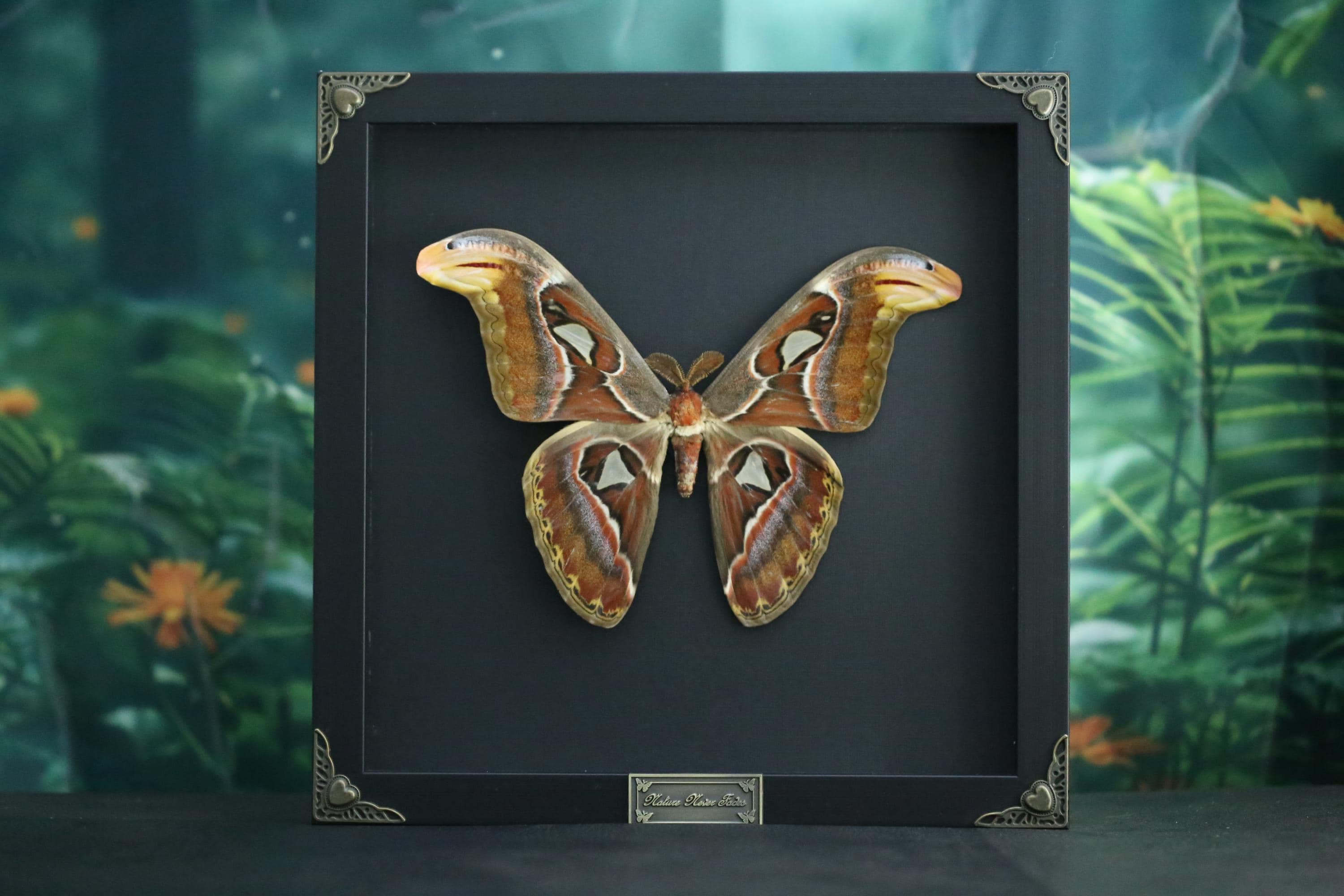 Atlas moth specimen - Etsy 日本