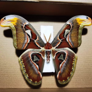 Authentic Attacus atlas Moth | Real Atlas Moth Specimen | Closed Wings Display | Natural Insect Art