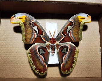 アトラス蛾の標本 – Attacus atlas 実物乾燥蛾 | 羽を広げた状態と閉じ