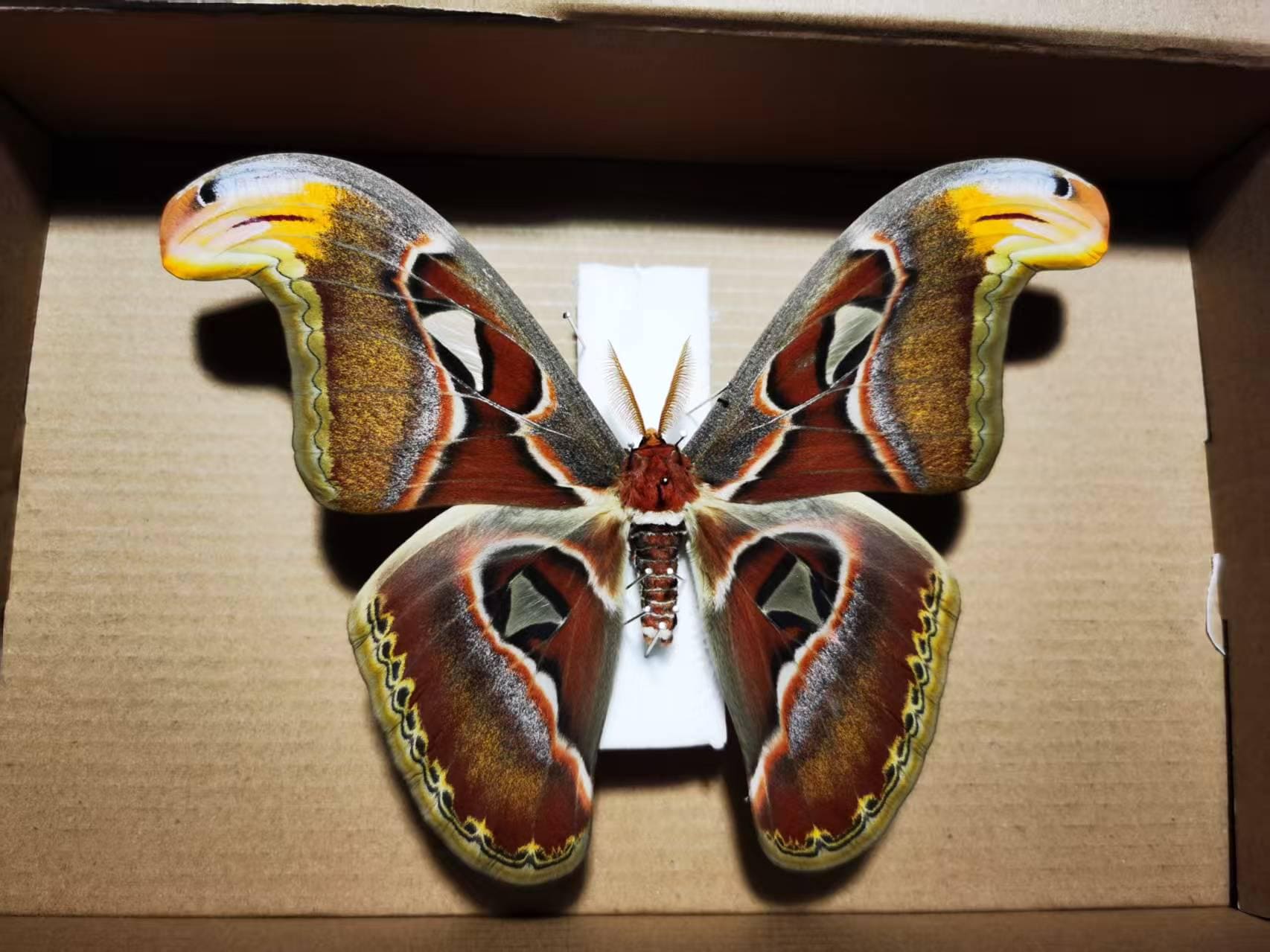 Atlas moth specimen - Etsy 日本