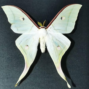 Actias dubernardi - Etsy 日本