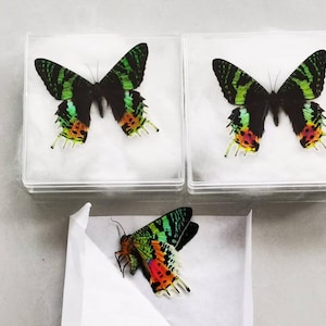 Mariposa do pôr do sol de Madagascar (Chrysiridia rhipheus) — Grau A1, asas abertas ou dobradas, espécime real seco