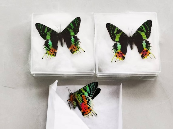 2 Madagascan Sunset Moth (Chrysiridia rhipheus) — A1 Grade, Spread or Closed Wings, Real Dried Specimens
