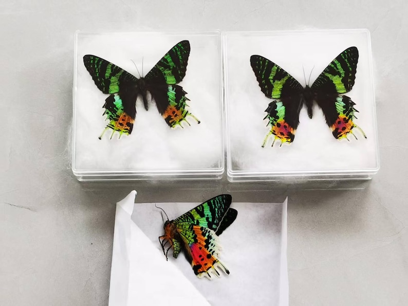 Pu&ograve; includere: Tre farfalle con ali nere e strisce verdi, e colorati accenti arancioni, rossi e gialli sulle ali inferiori. Due farfalle sono esposte in scatole di plastica trasparente con lanugine bianca e una in una busta di carta bianca aperta.