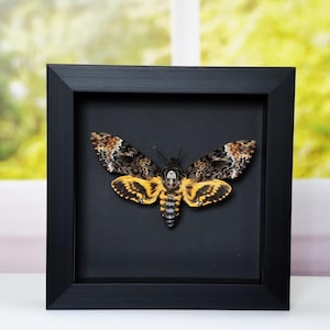 May include: A framed Death's-head Hawkmoth specimen. The moth has a striking pattern of black, brown, and yellow on its wings and body. The framed artwork is displayed against a black background within a black frame, suitable for home decor.