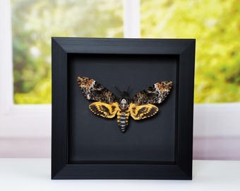Framed Death's-Head Hawkmoth Specimen - Unique Gothic Insect Art,Home Decor, Taxidermy & Curiosity Collection