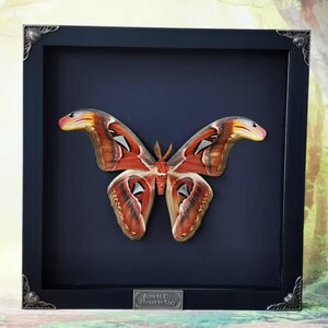 May include: A framed butterfly display. The butterfly has large wings with a pattern of red, brown, and white. The frame is black with decorative corner accents. A small plaque at the bottom reads "Born to Fly, Meant to Stay."