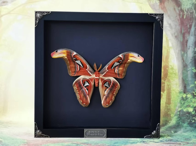 May include: A framed butterfly display. The butterfly has large wings with a pattern of red, brown, and white. The frame is black with decorative corner accents. A small plaque at the bottom reads "Born to Fly, Meant to Stay."