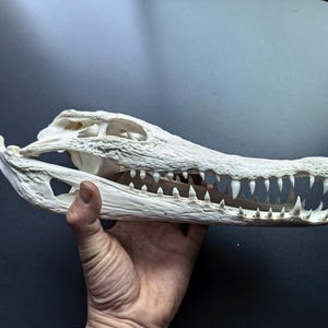 Könnte beinhalten: Ein cremeweißer, länglicher Krokodilschädel mit einer strukturierten, knöchernen Oberfläche und einem markanten Kiefer voller scharfer, spitzer Zähne. Der Schädel zeigt deutlich sichtbare Augenhöhlen und Nasenöffnungen, die die natürliche Struktur des Reptils verdeutlichen.
