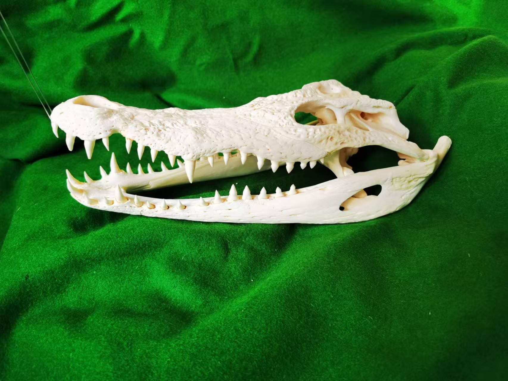 ワニの頭蓋骨の装飾品 – 教育とコレクションのための30～35cmの天然骨