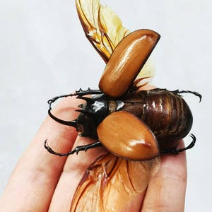 Puede incluir: Primer plano de un gran escarabajo marrón con cuernos y alas. El cuerpo del escarabajo es marrón oscuro, con una cabeza negra brillante. Las alas son de color beige translúcido. El insecto se sostiene en una mano.